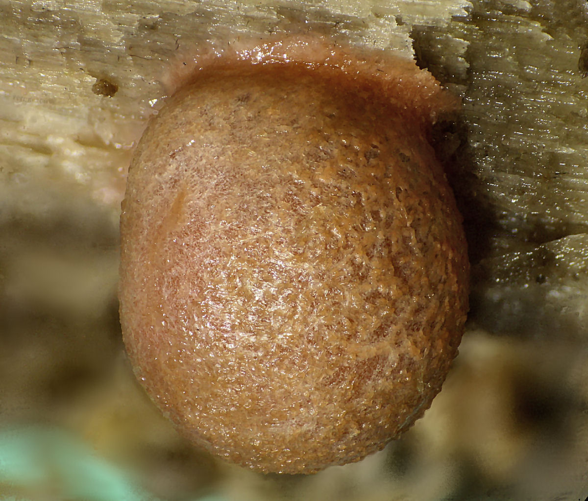 che mixomicete � ?  - Lycogala sp.